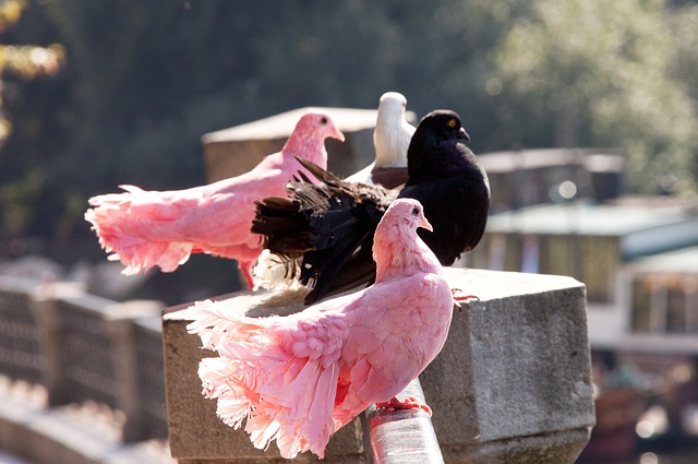 名速度型球 名速度型球