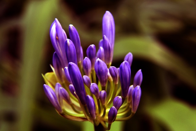 可以给曼城 可以给曼城