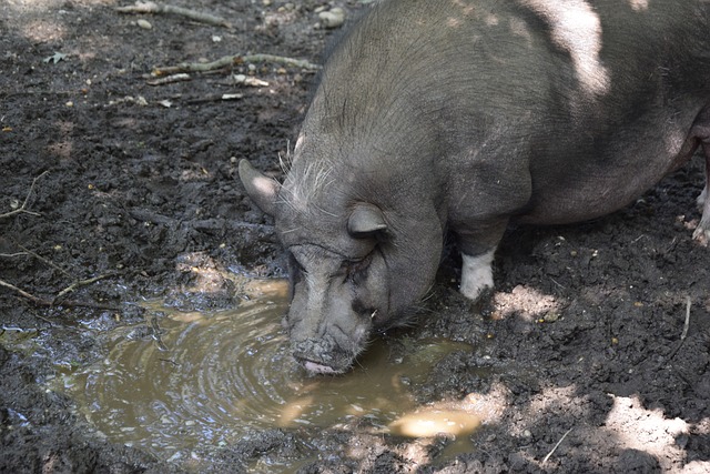 【冰雪春天】习言道|纷飞的雪花千姿百态,不同文明也各具风采.